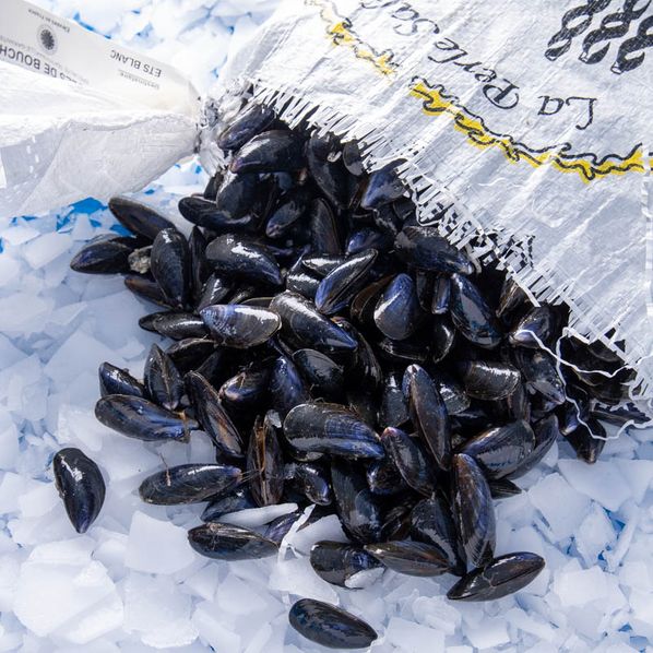 Moules de Bouchot