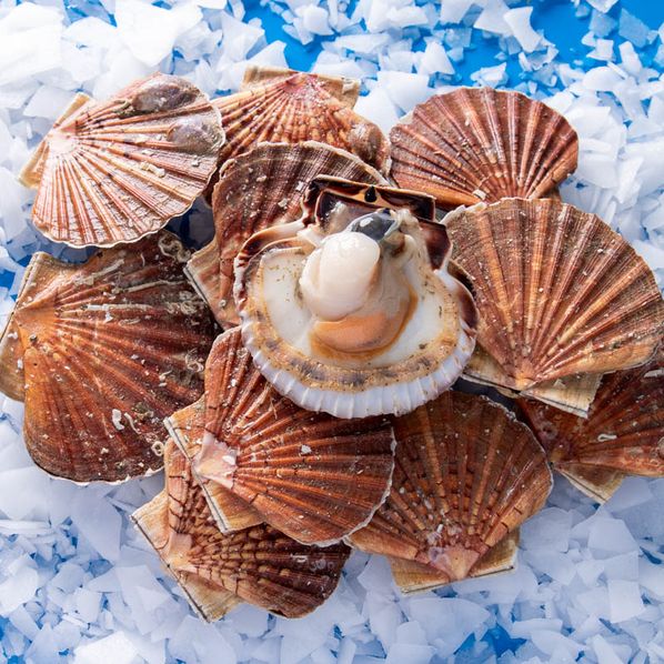 Coquilles Saint-Jacques