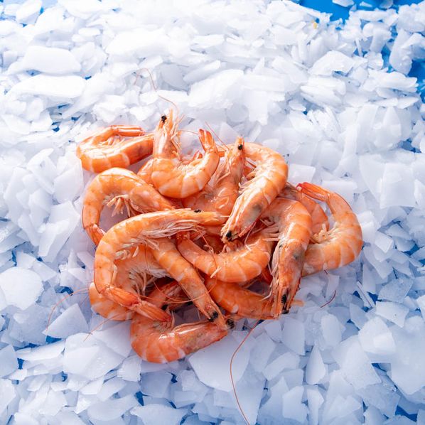 Crevettes roses