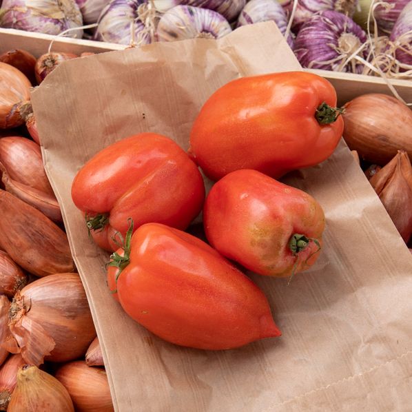 Tomates Andine Cornue plein champs