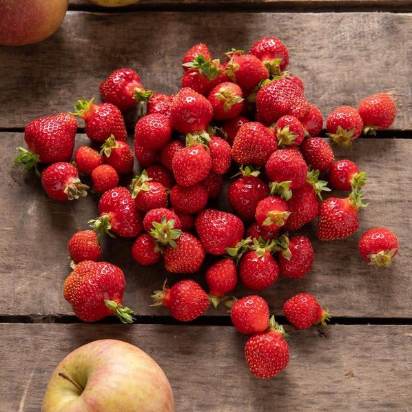 Fraises Rubis des jardins