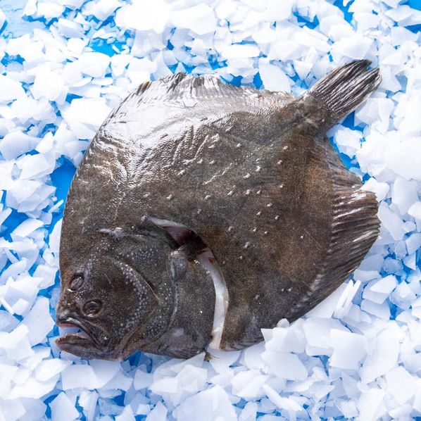 Turbot sauvage
