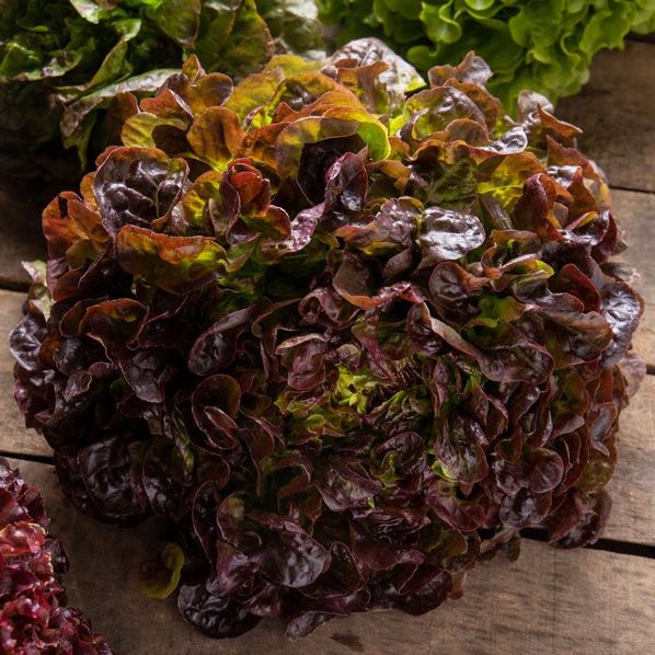Feuille de chêne rouge